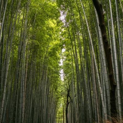 人民网评：强化基层中医服务，共筑健康中国基石